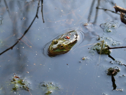 Żaba zielona w jednym z jeziorek.